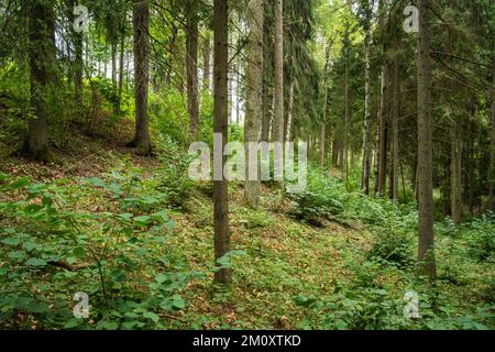 Ein bewirtschafteter Mischborealwald mit großen Hartholzbäumen im Sommer Lettland, Europa Stockfoto