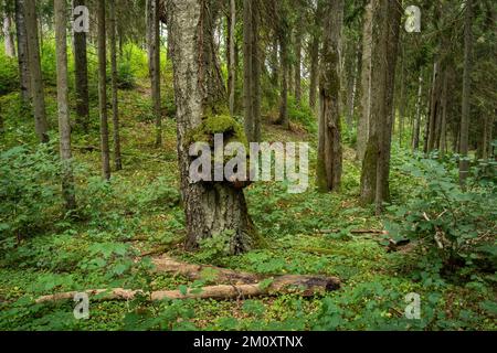 Ein bewirtschafteter Mischborealwald mit großen Hartholzbäumen im Sommer Lettland, Europa Stockfoto