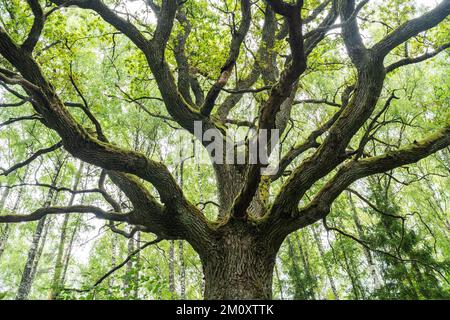 Baumkronen einer grossen Seeeiche in einem borealen Wald in Lettland, Europa Stockfoto