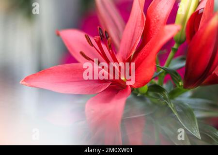 Makroaufnahme von Red Easter Llily Stockfoto