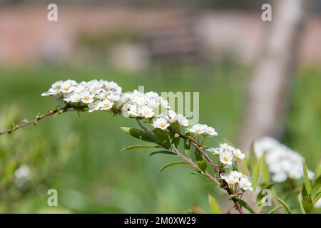 Nahaufnahme der blühenden Thunbergs Meadowsweet (Spirea thunbergii) Blumen Stockfoto