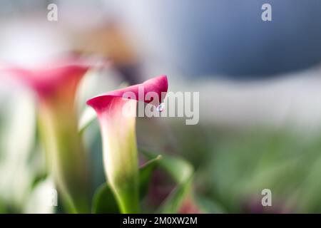 Rosa Calla Lily mit Wassertröpfchen Stockfoto