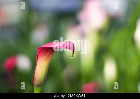 Rosa Calla Lily mit Wassertröpfchen Stockfoto