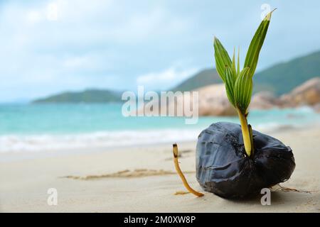 Kokosnussbaum sprießt am tropischen Strand Anse Boudin, Praslin Island, Seychellen. Stockfoto
