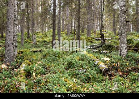 Ein herbstlicher alter Wald mit Totholz auf dem Waldboden im Oulanka-Nationalpark in Nordfinnland Stockfoto