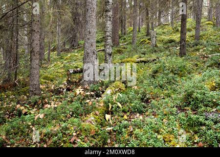 Ein herbstlicher alter Wald mit Totholz auf dem Waldboden im Oulanka-Nationalpark in Nordfinnland Stockfoto