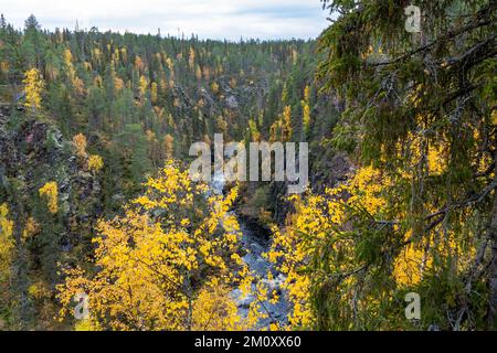 Das Wasser fließt in Stromschnellen in einem Canyon im Herbst des Oulanka-Nationalparks in Nordfinnland Stockfoto