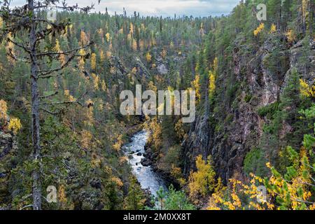 Das Wasser fließt in Stromschnellen in einem Canyon im Herbst des Oulanka-Nationalparks in Nordfinnland Stockfoto