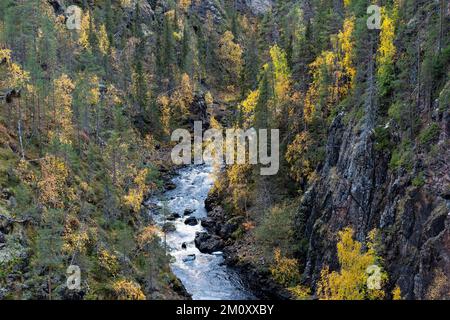 Das Wasser fließt in Stromschnellen in einem Canyon im Herbst des Oulanka-Nationalparks in Nordfinnland Stockfoto