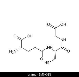 Die molekulare Struktur des Glutathions. Glutathion ist ein Antioxidans in Pflanzen, Tieren, Pilzen, Bakterien und Archäen. Vektorstrukturformel einer chemischen Verbindung mit roten Bindungen und schwarzen Atommarkierungen. Stock Vektor