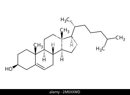 Cholesterinmolekularstruktur. Cholesterin ist ein Lipid und wesentlicher Strukturbestandteil tierischer Zellmembranen. Vektorstrukturformel einer chemischen Verbindung mit roten Bindungen und schwarzen Atommarkierungen. Stock Vektor