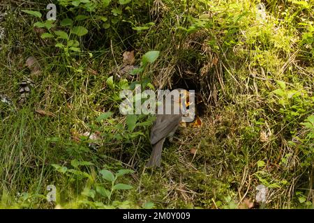 Europäische Rotkehlfütterung von Küken in einem gut versteckten Nest auf dem Waldboden an einem späten Abend in Estland Stockfoto