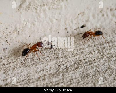 Zwei Tischlerameisen aus Florida, Camponotus floridanus. Stockfoto
