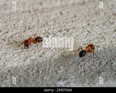Zwei Tischlerameisen aus Florida, Camponotus floridanus. Stockfoto