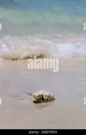 Das Korallenriff wurde an der Küste angespült Stockfoto