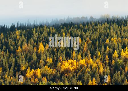 Eine Aufnahme aus dem Hochwinkel eines bunten Taigawaldes an einem nebligen Morgen im Salla-Nationalpark in Nordfinnland Stockfoto