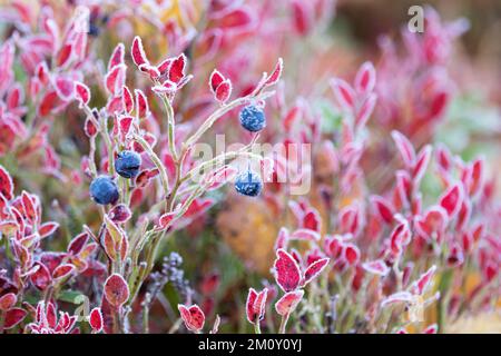 Europäische Blaubeere mit bunten Herbstblättern und Morgenfrost im Salla-Nationalpark in Nordfinnland Stockfoto