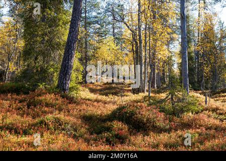 Blick auf einen herbstlichen Wald mit altem Wachstum im Salla-Nationalpark in Nordfinnland Stockfoto