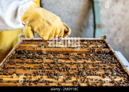 Imker, der Honig sammelt, Bauer, der Bienenstock sucht, Imkereikonzept Stockfoto