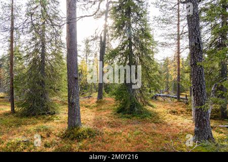 Blick auf einen herbstlichen Wald mit altem Wachstum im Salla-Nationalpark in Nordfinnland Stockfoto