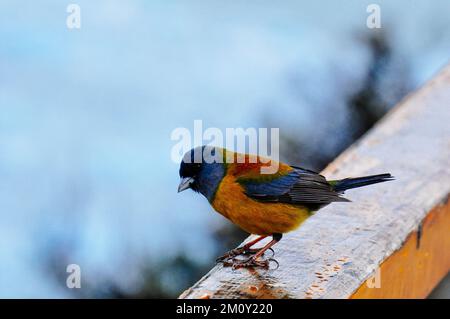Nahaufnahme eines Vogels mit blauem Kopf und orangefarbenem Körper, der auf einem Geländer ruht Stockfoto