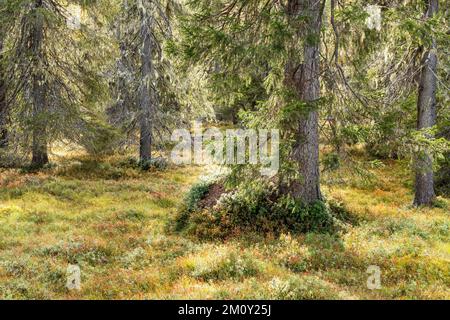 Blick auf einen herbstlichen Wald mit altem Wachstum im Salla-Nationalpark in Nordfinnland Stockfoto