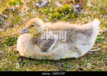 Graue Gans flauschige Küken. Auf einem Gras sitzen. Stockfoto