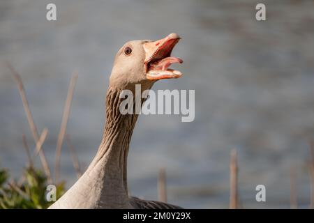 Kopfschuss einer zischenden Graugans, Anser Anser. Die Graugans ist eine Art der Großgans aus der Familie der Wasservögel Anatidae Stockfoto