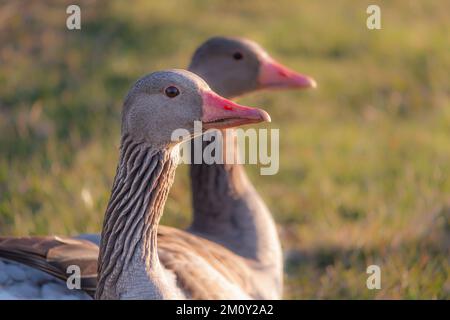 Graugans und Gänse. Sitzt auf dem Gras Stockfoto