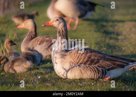 Graugans und Gänse. Sitzt auf dem Gras Stockfoto