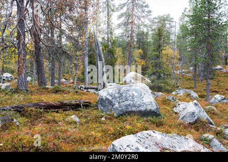 Ein uralter Herbstwald mit großen Felsen im Salla-Nationalpark in Nordfinnland Stockfoto