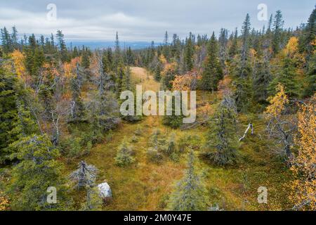 Ein Panoramaausschnitt von Hängesumpf und Nadelwäldern im Riisitunturi-Nationalpark in Nordfinnland Stockfoto