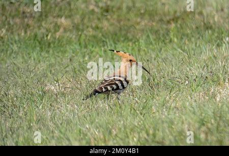 Der eurasische Hoopoe, der Sommervogel, der nach Nahrung im Gras sucht Stockfoto