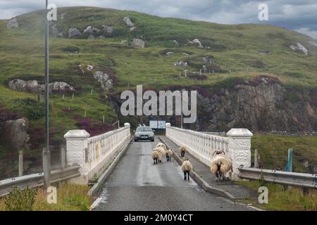 Schaf- und Autovertretung auf der Great Bernera Brücke, Bernera, Great Bernera, Hebriden, Äußeren Hebriden, Western Isles, Schottland, Vereinigtes Königreich Stockfoto