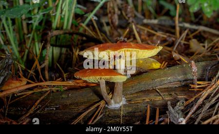 Zwei Pilze an einem feuchten Ort im Wald, die aus einem Baum wachsen. Stockfoto