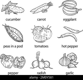 Handgezeichnete Vektordarstellung eines Gemüsesets. Stock Vektor