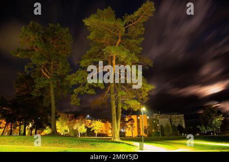 Eine Nacht in der Stadt, in der Nähe von alten Pinien, umgeben von einem Park. Stockfoto