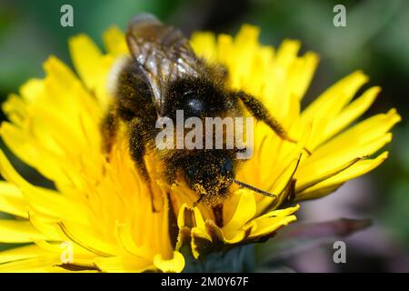 Natürliche Nahaufnahme auf einer großen Hummel, Bombus terrestris auf einem gelben Löwenzahn, Taraxacum officinale Blume Stockfoto