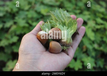 Frische Giresun-Haselnüsse in der Hand des Menschen. Grüne und frische Haselnüsse. Haselnüsse im Haselnussgarten. Grüner Hintergrund. Stockfoto