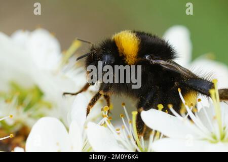 Eine große Bummelkönigin oder eine große erdige Hummel, Bombus terrestris auf weißer Blume des Sanddorns, Prunus spinosa Stockfoto