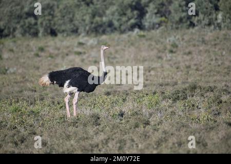 Strauß (Struthio camelus), erwachsener Mann Stockfoto