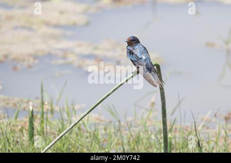 Scheune oder europäische Schwalbe (Hirundo rustica), hoch oben auf einem Schilf in Afrika am südlichen Ende einer Wanderung Stockfoto