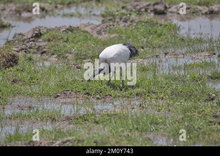 Die Fütterung des heiligen Ibis (Threskiornis aethiopicus) Stockfoto