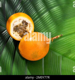 Passiflora ligularis - kolumbianische tropische Fruchtgranadilla Stockfoto