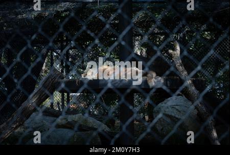 Sicher Hinter Gittern Stockfoto