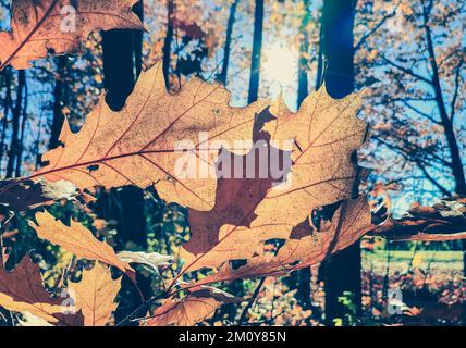 Wunderschöne braune Eichenblätter im Wald an sonnigen Herbsttagen. Hell leuchtende Sonne und blauer Himmel. Große Herbstblätter aus Baumnähe und Sonnenstrahlen. Herbstsaison. Natürlicher Hintergrund Stockfoto