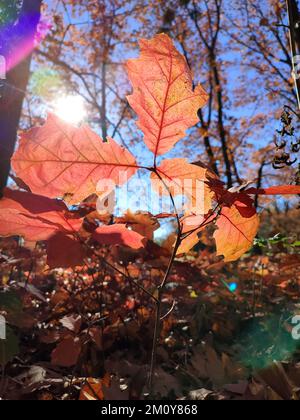 Rote Eichenblätter auf dem Hintergrund junger Eichensprossen mit braunen Blättern, Bäumen und blauem Himmel, hell beleuchtet von der Sonne und wehend im Wind an sonnigen Herbsttagen im Wald. Hintergrund. Natürlicher Hintergrund Stockfoto