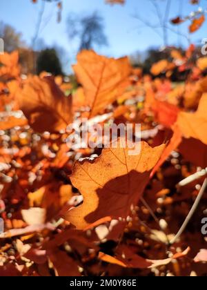 Der Rand eines rot-orange-braunen Eichenblattes auf dem Hintergrund vieler verschwommener Eichenblätter kleiner junger Sprossen im Wald, die von der strahlenden Sonne am sonnigen Herbsttag aus nächster Nähe hell erleuchtet werden Stockfoto