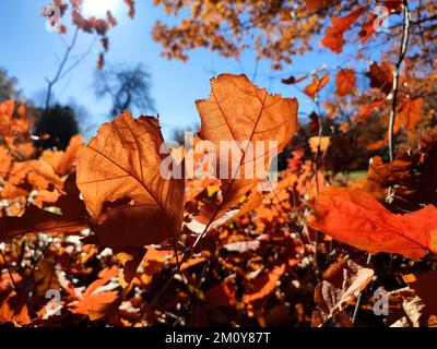 Rote orangefarbene Eichenblätter, hell erleuchtet von der Sonne im Wald an einem sonnigen Herbsttag aus der Nähe. Wälder, Wälder, Natur im Herbst, saisonale Kulisse. Wunderschöner natürlicher Hintergrund. Naturumgebung Stockfoto