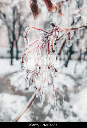 Buschäste, die nach Regen und Frost im Winter mit Eis bedeckt sind. Gefrorene Pflanzen. Nach eiskaltem Regen. Eisiger Regen. Gefrorene Regentropfen, kalt, Eis, eisig, frostig. Naturphänomen. Natürlicher Hintergrund Stockfoto